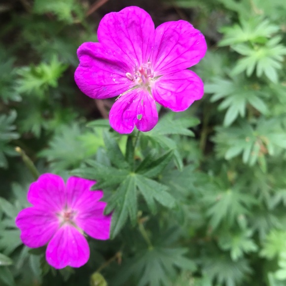 Meet your Posher, Diane - Picture 1 of 1